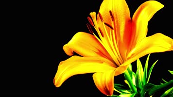 万物复苏，鲜花绽放，春暖花开