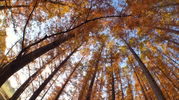 秋天公园景色黄色秋叶空镜头【4K可商用】 秋天公园景色黄色秋叶空镜头【4K可商用】