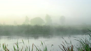 光影晨雾万物复苏自然生态宣传 光影晨雾万物复苏自然生态宣传