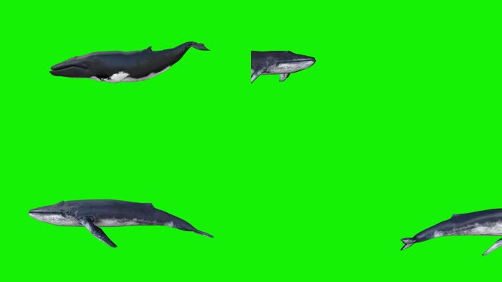 鲸鱼绿幕影视素材