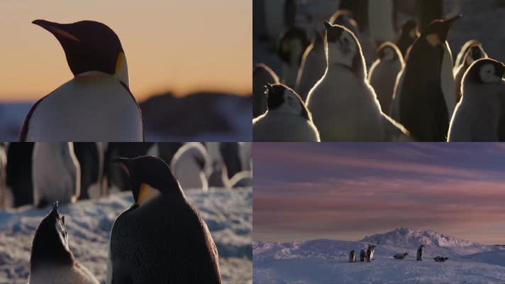 【高清】夕阳中的企鹅