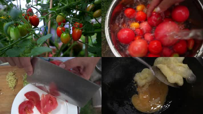 西红柿从采摘到做成菜完成过程