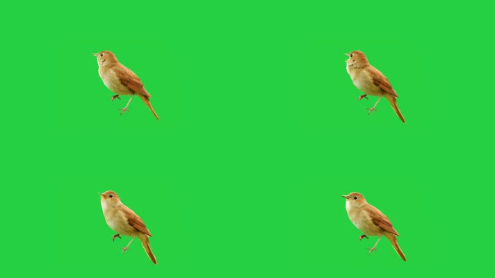 【4K】小鸟鸣叫