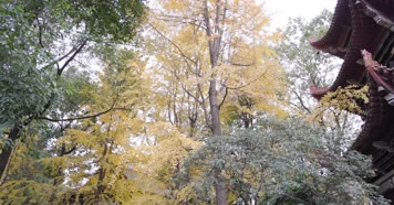 4k升格实拍文殊院内秋色银杏 唯美合集1