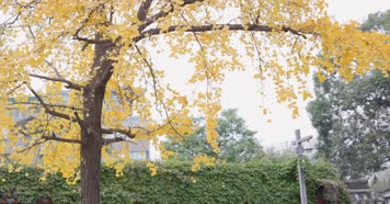 4k升格实拍文殊坊步行街秋色银杏唯美合集