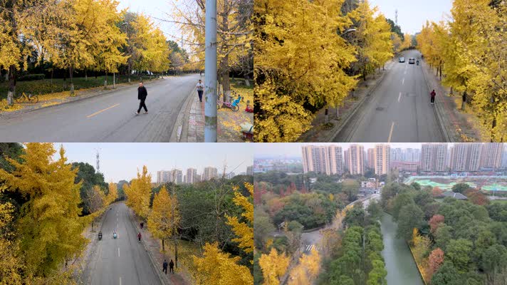 4k航拍秋天银杏小区小桥流水车流唯美合集
