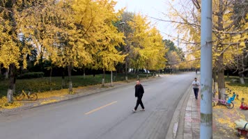 4k航拍秋天银杏小区小桥流水车流唯美合集