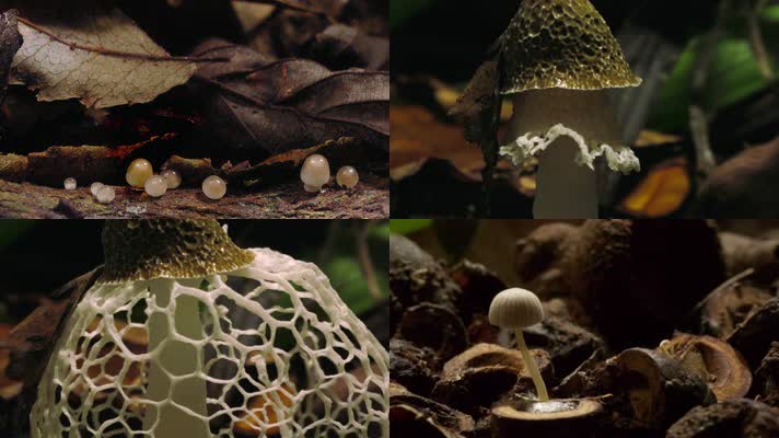 三维野蘑菇快速生长动画自然世界