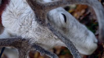 美女和野兽，人与大自然动物