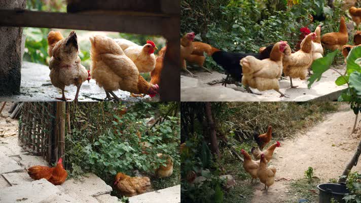 农村原生态饲养散养土鸡合集4k视频素材