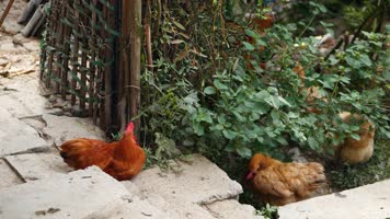 农村原生态饲养散养土鸡合集4k视频素材