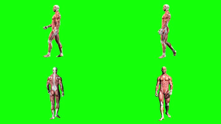 人体肌肉模型