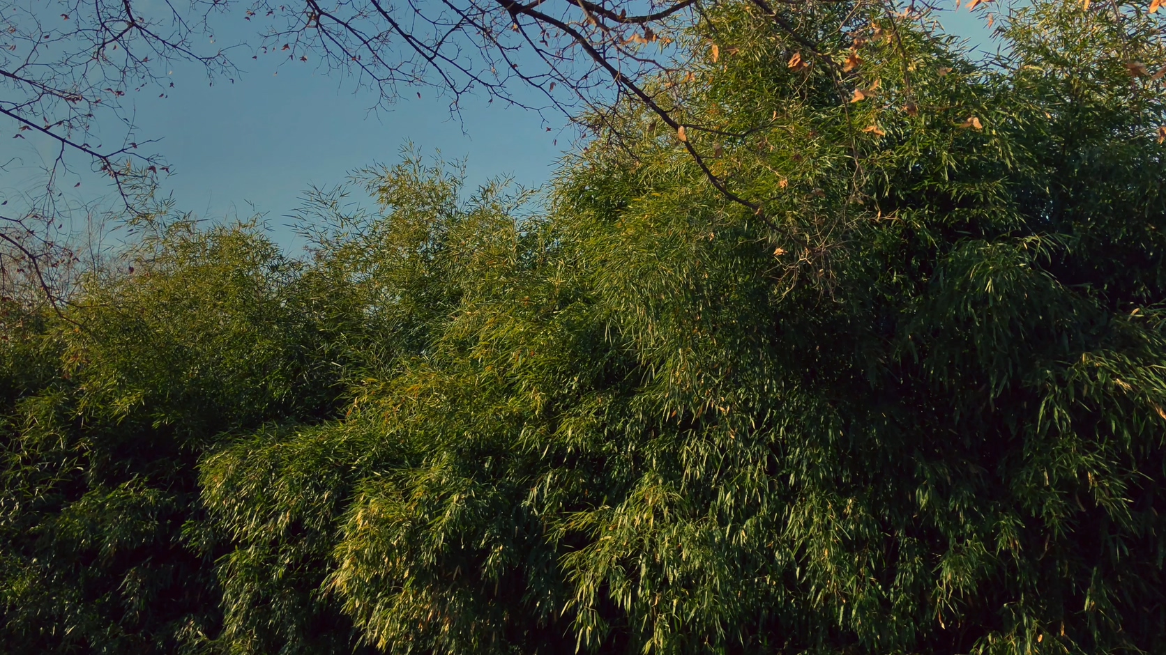 原创拍摄冬季公园园林景观