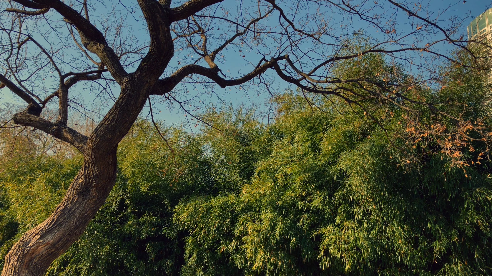 原创拍摄冬季公园园林景观