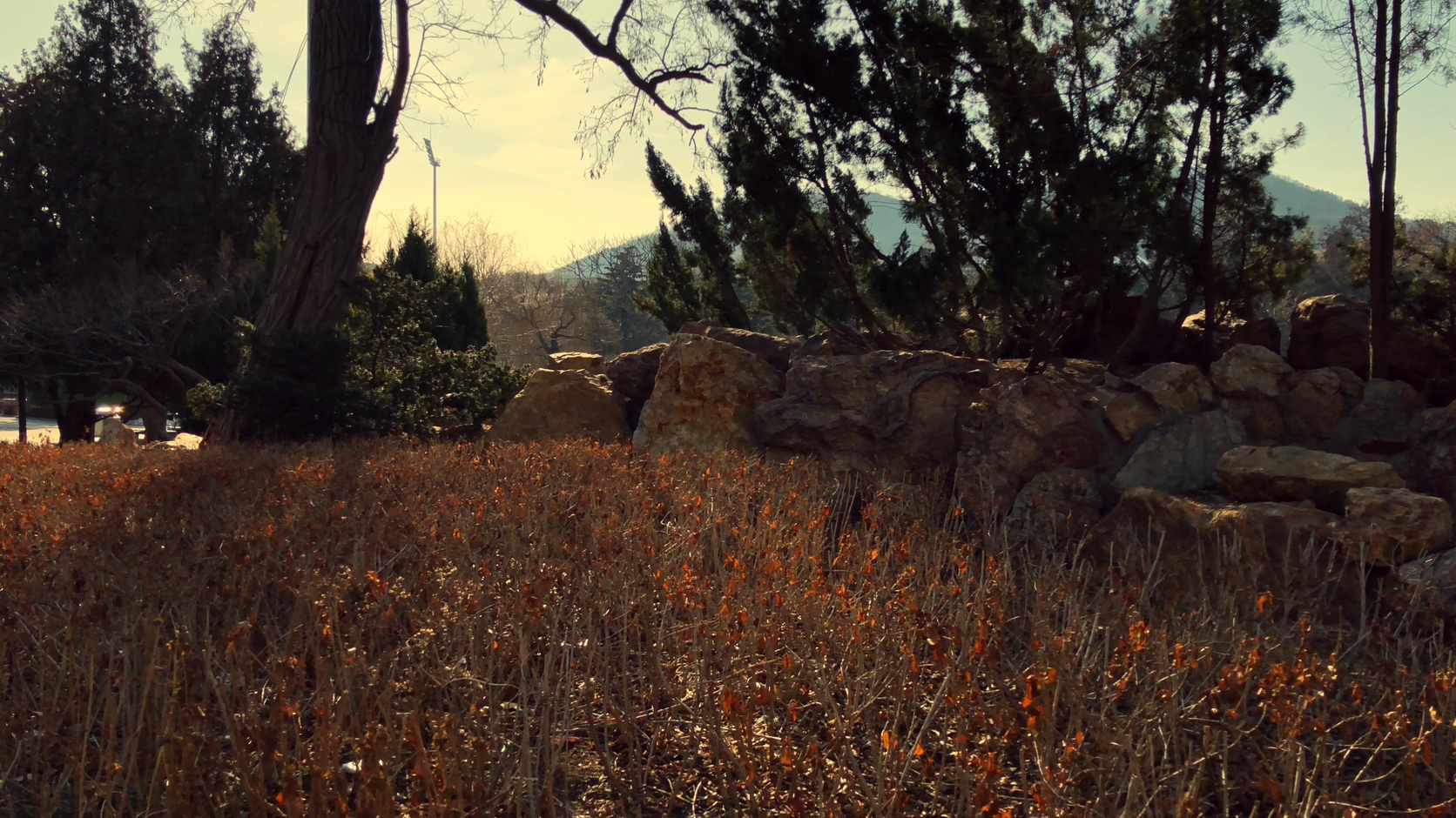 原创拍摄冬季公园园林景观