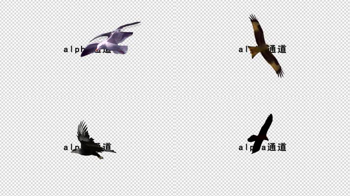 老鹰与海鸥飞翔带通道