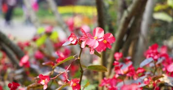 4k升格实拍市民公园花草植物园林唯美景观