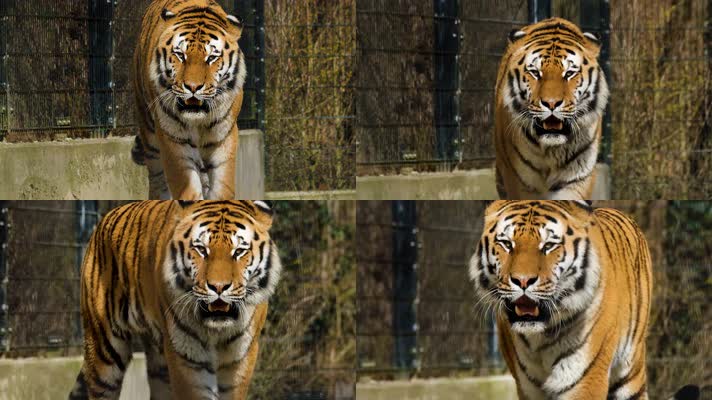 老虎行走慢镜头