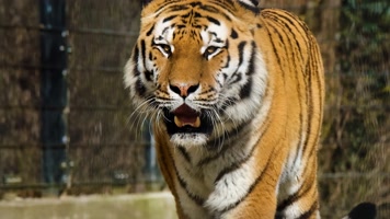 老虎行走慢镜头