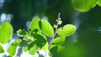 阳光下的树叶,逆光唯美清新空镜4k视频 阳光下的树叶,逆光唯美清新空镜4k视频