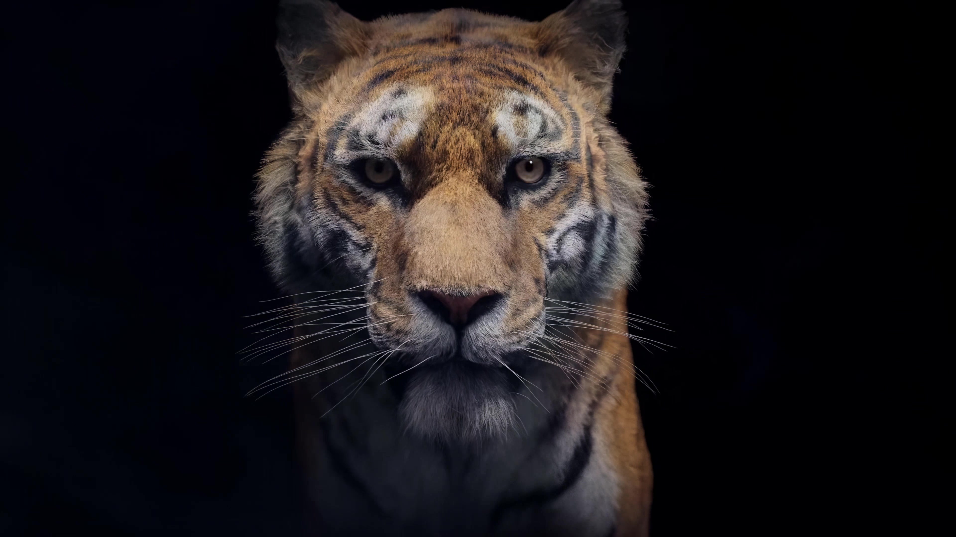 老虎3d动画，老虎行走