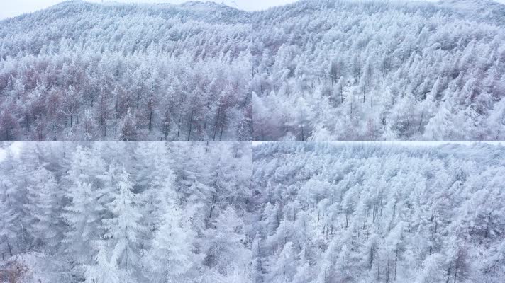 下雪银装素裹山地封山冬季唯美针叶林松树