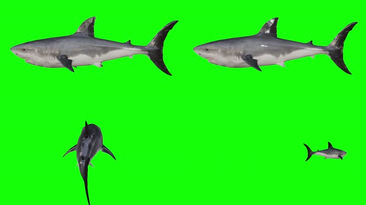 【4K】鲨鱼