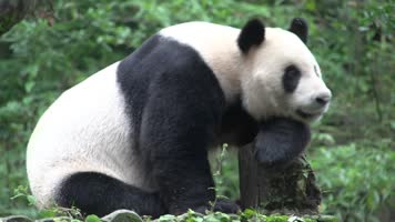 熊猫实拍视频素材