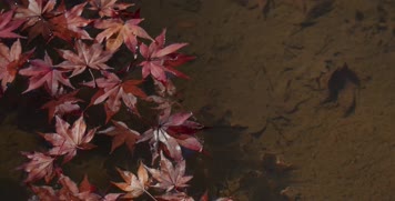 落叶飘零，水面落叶，落叶漂浮