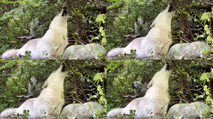 野狼，狼叫声音，狼吼狼嚎