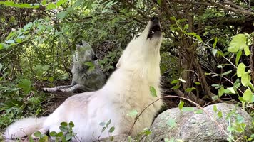 野狼，狼叫声音，狼吼狼嚎