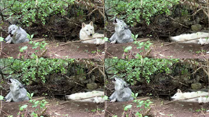 野狼，狼叫声音，狼吼狼嚎