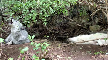 野狼，狼叫声音，狼吼狼嚎