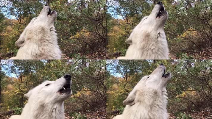 野狼，狼叫声音，狼吼狼嚎