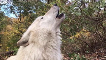 野狼，狼叫声音，狼吼狼嚎