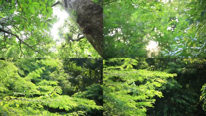 沙沙作响的树叶