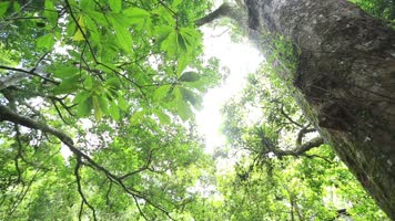 沙沙作响的树叶