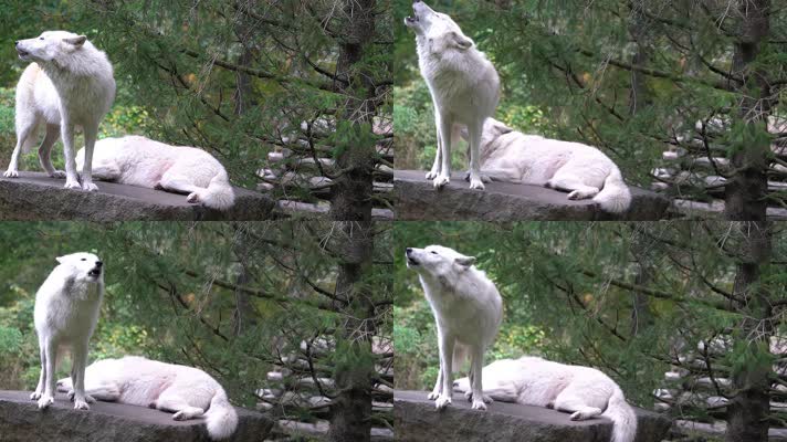 野狼，狼叫声音，狼吼狼嚎