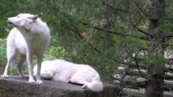 野狼，狼叫声音，狼吼狼嚎