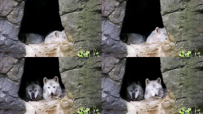 野狼看着你，两只狼