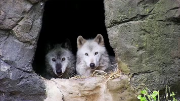 野狼看着你，两只狼