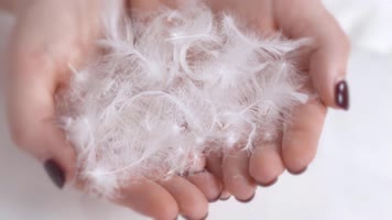 羽绒毛，羽绒服，高端羽绒加工