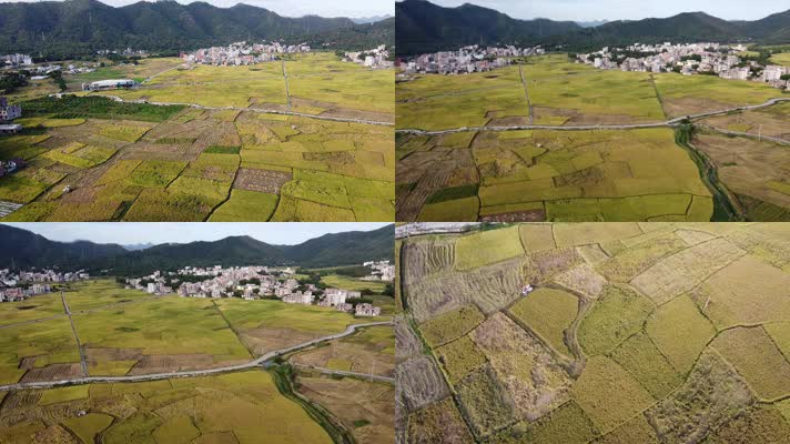 跨区水稻收割
