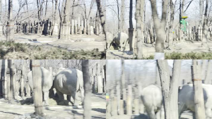 野生动物园开车看犀牛