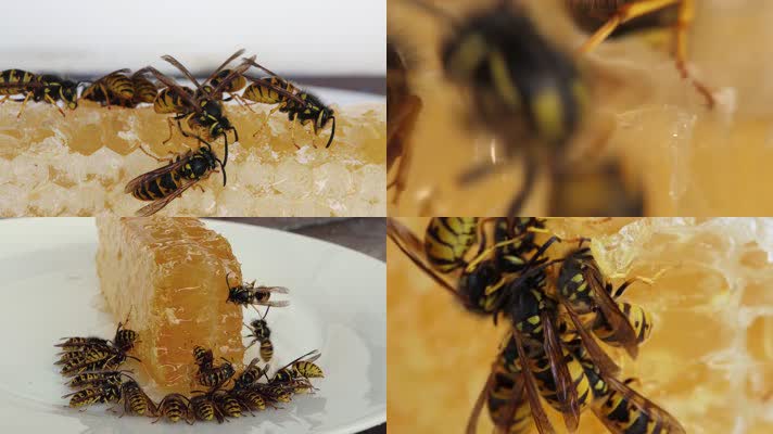 【4K】蜜蜂吃蜂蜜