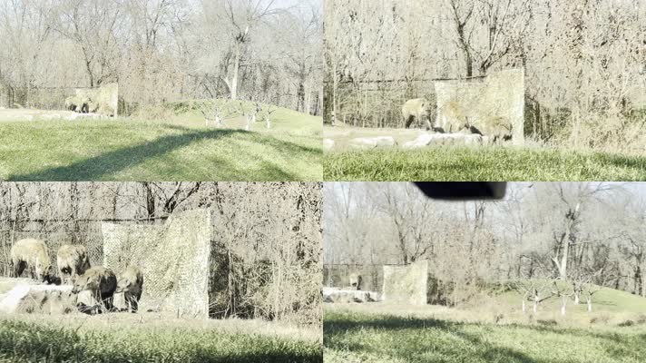 动物园里的鬣狗野狗野生动物 (3)