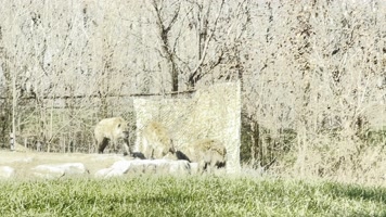 动物园里的鬣狗野狗野生动物 (3)