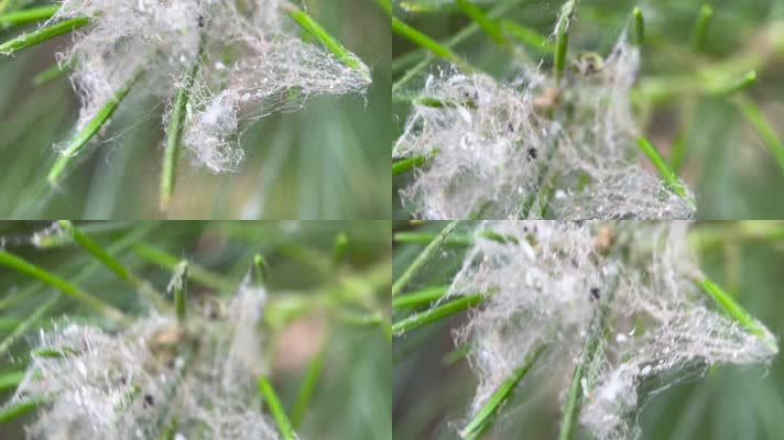 4k实拍叶子上的蜘蛛网和蜘蛛 (2)_n