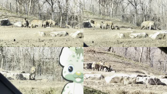 动物园里的鬣狗野狗野生动物 (1)