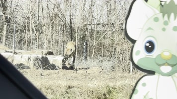 动物园里的鬣狗野狗野生动物 (1)